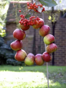 Decorative Prints: Harvest wreath of red apples strung on wire into a circle and decorated with bunches