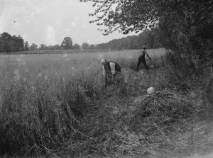 Harvest Prints: Harvesting edges round the field. 1937