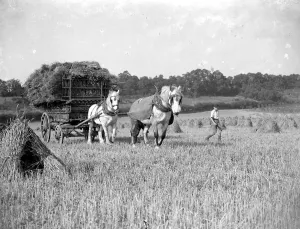 Work Horse Prints: Harvesting scene. Boy leads laden horse and cart. 1934