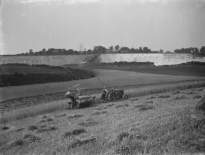 Harvesting wheat. 1937