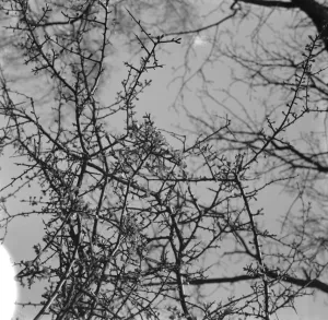 Wood Prints: Hawthorn blossom. 1939