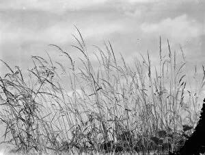 Grow Collection: A hay field. 1937