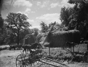 Hay making on the farm at Foots Cray, Kent. 1935