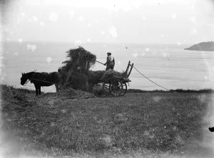 Haymaking in Cadgwith, Cornwall. Horse, cart, farmer, pitchfork. 1933