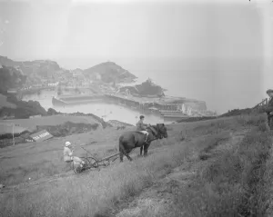 Haymaking on the red cliffs of Devon. Visitors in holiday mood find some fun in