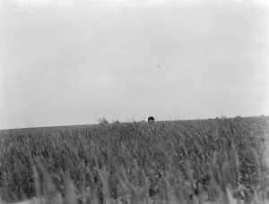Crop Prints: Only the head of a man can be seen over the tall wheat stems. 1937