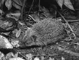 Pest Control Prints: Hedgehog ?TopFoto