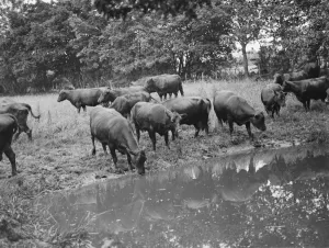Heifers drinking. 1938