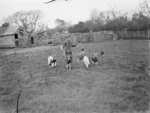 A herd boy in a field with a group of kids at a goat farm in Birling, Kent. 1939