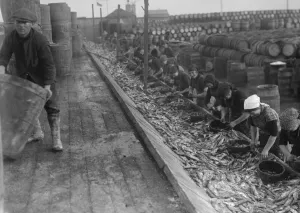 Herring harvest at Lowestoft Scotch fisher girls gutting and packing the fish
