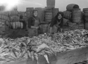 Herring harvest at Lowestoft Scotch fisher girls gutting and packing the fish