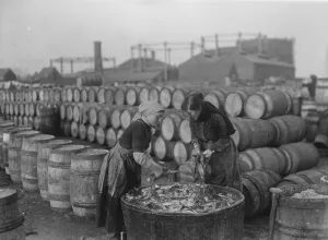 Herring harvest at Lowestoft Scotch fisher girls gutting and packing the fish