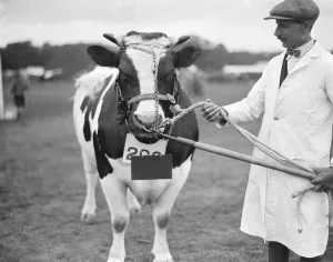 Bull Prints: Hertfordshire Show at Hatfield Park 1st Prize and Champion British Holstein-Friesian