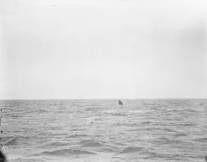 HMS Submarine No 3 diving - final position before totally submerging 30 March 1920