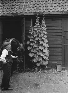 Nostalgia Prints: Hollyhocks. 1937