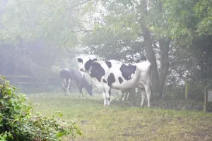 Milk Prints: Holstein black and white heffers in wooded countryside on a misty autumn morning in Kent