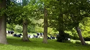 Green Collection: Holstein cows grazing on hilly field on organic farm in the weald of Kent UK credit