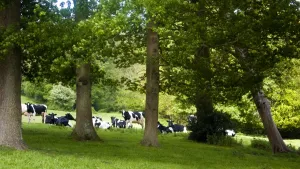 Hill Prints: Holstein cows grazing on hilly field on organic farm in the weald of Kent UK credit