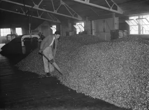 Hops Prints: Hop kiln interior. 1935