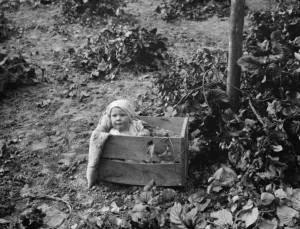 Hops Prints: Hop pickers in East Peckham. A baby in a fruit box. 1 September 1938