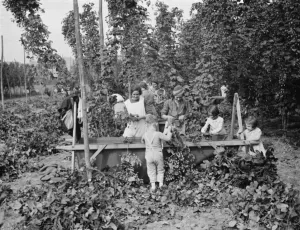 Hop pickers in East Peckham. Young and old working in the hop field. 1 September 1938