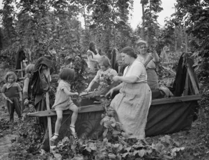 Hop pickers in East Peckham. Young and old working in the hop field. 1 September 1938