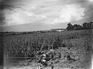 Hop Field Prints: Hop pickers in the hop fields with the tops of the oast houses showing in the distance