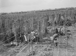 Hop picking. 1935