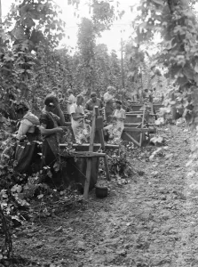 Hops Prints: Hop picking. 1935