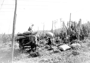 Hop picking. 1935