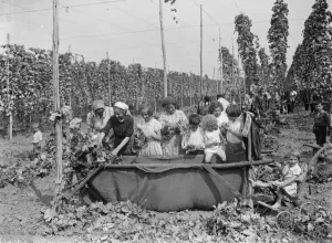 Hop picking. 1935