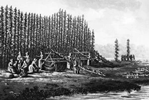 Agriculture Collection: Hop picking 200 years ago Hop gathering - old style - is pictured in this eighteenth
