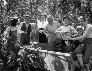 Family Prints: Hop Picking fun for all the family. Young and old pick hops by the binful. 1950s