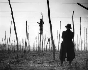 Post War Prints: Hop wiring on stilts - January 1947 A TopFoto