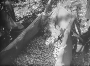 Nostalgia Prints: Hops collected. Children help hop picking. 1935