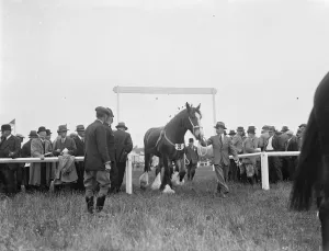 Farming Prints: A horse enters an arena. 1936