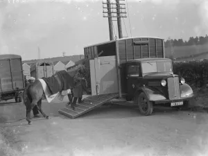 Pylon Prints: A horse is being led into a Bedford truck horse box. 1936