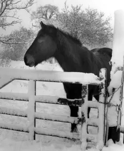 Horse in the Snow