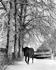 Snow Prints: Horse in Snow