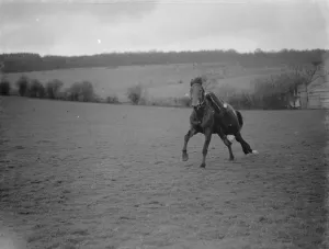 Horse trick riding in Eynsford, Kent. Hanging upside down from the saddle