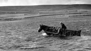 Deep Prints: Horse working driving trade cart through water