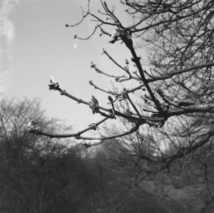 Wood Prints: Horsechesnut buds on autumn branches. 1939