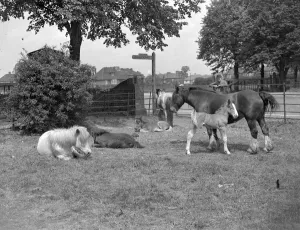 Rural Scene Prints: Horses and foals. 1934
