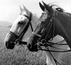 Bridle Prints: Horses Heads horse head pair portrait