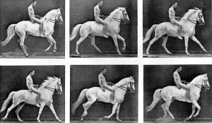 Riding Prints: Horses Some Phases of the Canter Gait