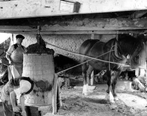 Harness Prints: Horses working on farm mill