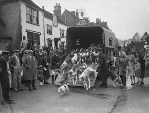 Hunting scenes in Bletchingley, Surrey. The hounds are let out from the trailer