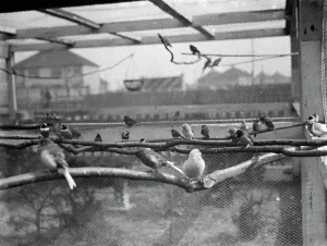 Bird Prints: The interior of Mr R G Halls bird aviary at Bexleyheath showing the birds