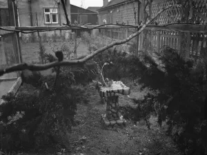 The interior of Mr R G Halls bird aviary at Bexleyheath showing the birds using