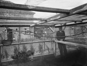 The interior of Mr R G Halls bird aviary at Bexleyheath showing the budgerigars